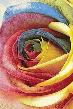 Шерстяной ковер в офис Hunnu R 6A1857 175 Роза